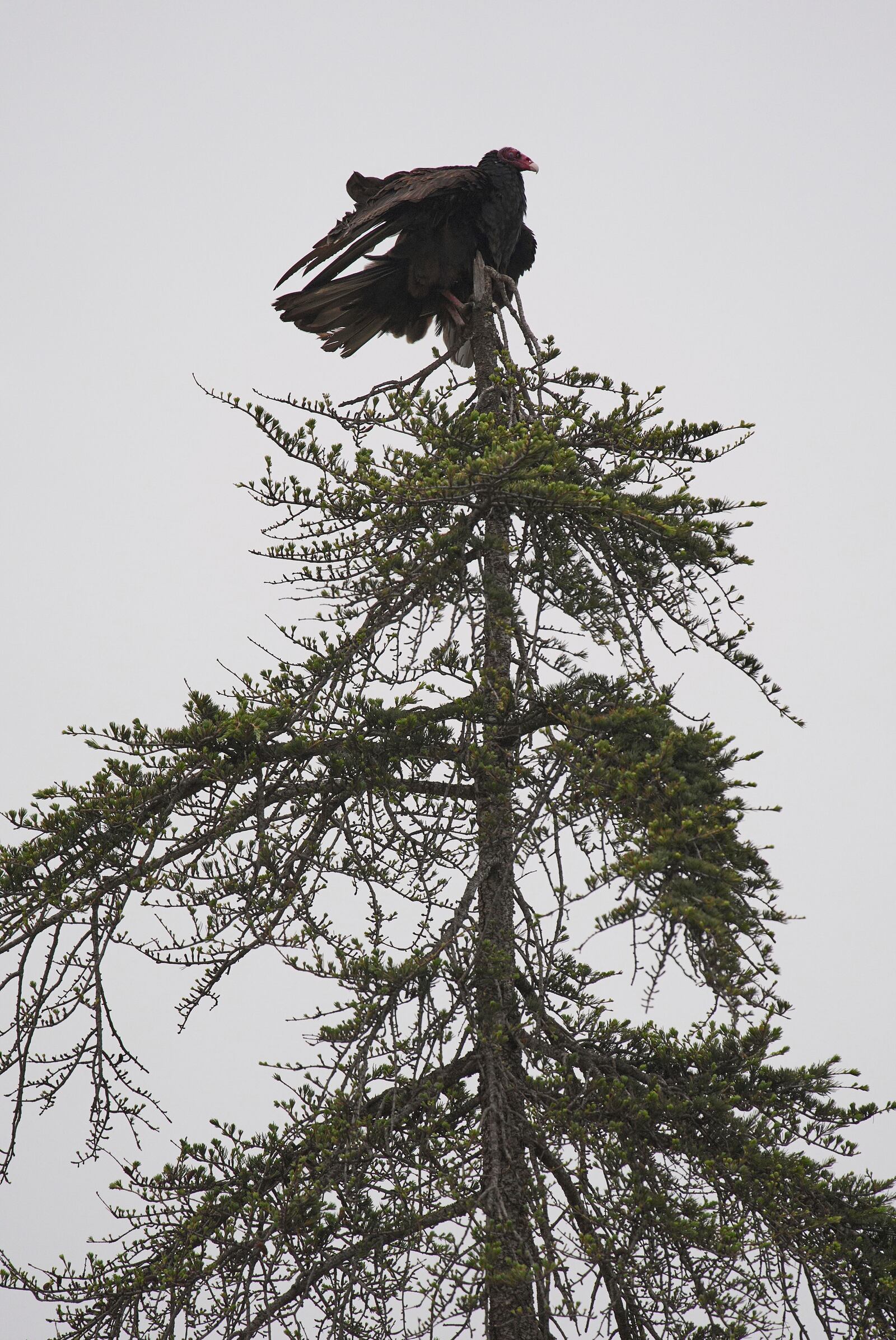 A turkey vulture roosts atop a tree at the Chaney Trail Corridor, an area affected by the Eaton Fire, in Altadena, Calif., on Wednesday, April 23, 2025. (AP Photo/Damian Dovarganes)