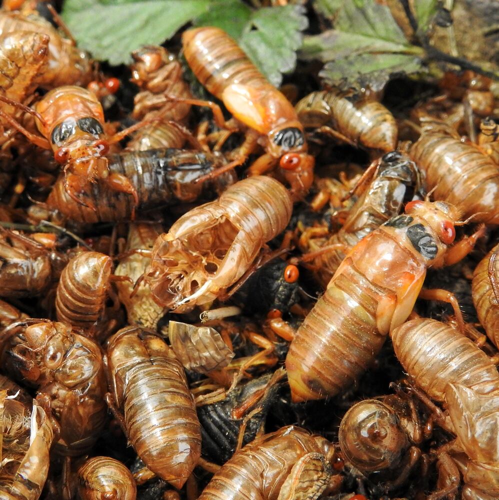 052221 cicadas