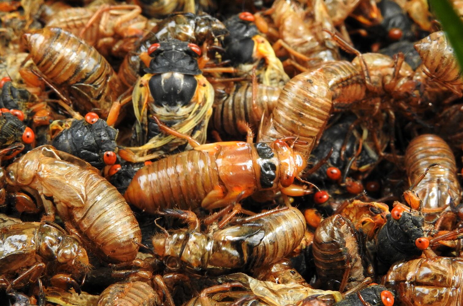 052221 cicadas