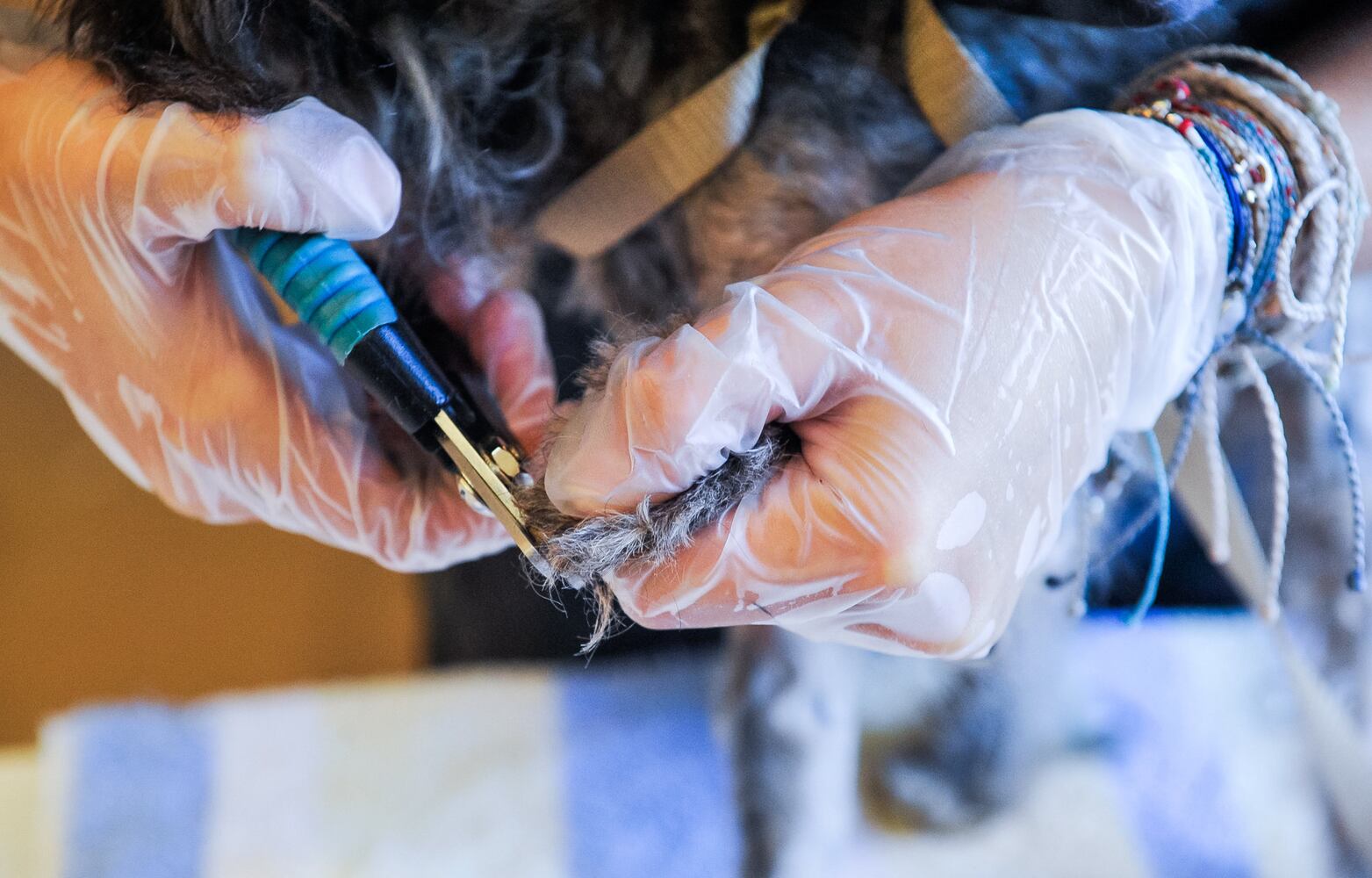 Humane Society of Warren County caring for 111 rescued poodles