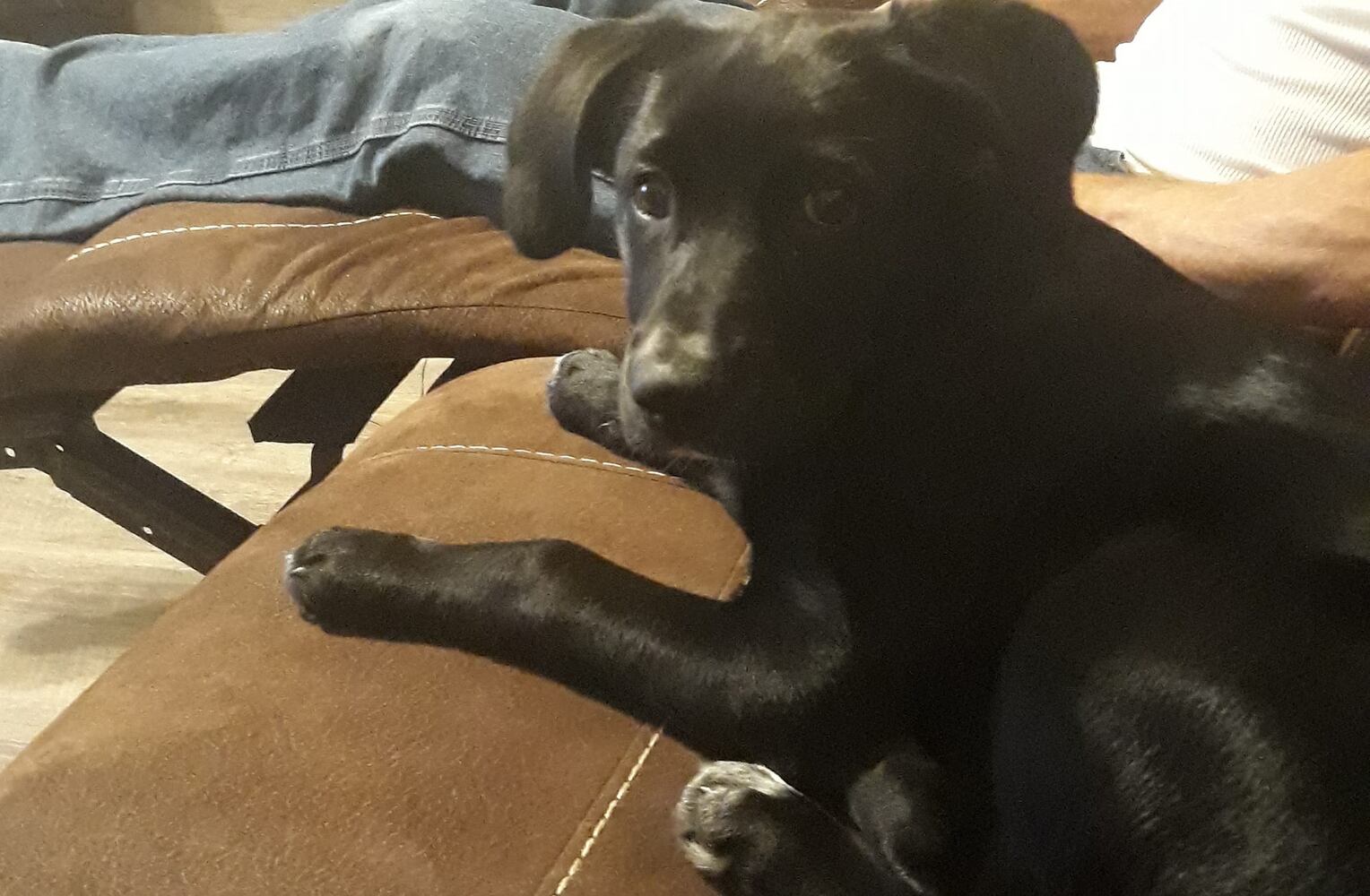 PHOTOS Readers respond to National Black Dog day post with pictures of their pets.