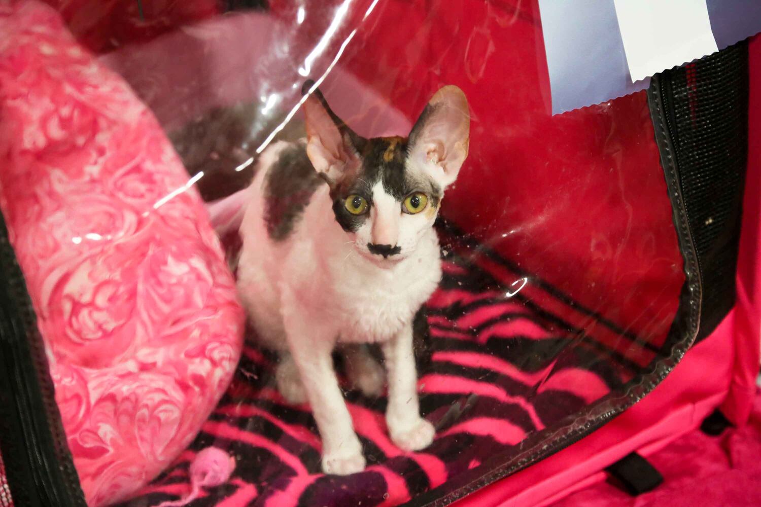 Cat Show at Butler County Fairgrounds