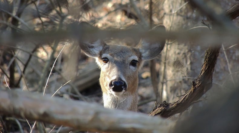 There has been damage to the natural areas on Oxford through the loss of tree seedlings repeatedly stripped of vegetation by deer and the long-term harm to new growth of trees, officials say. CONTRIBUTED