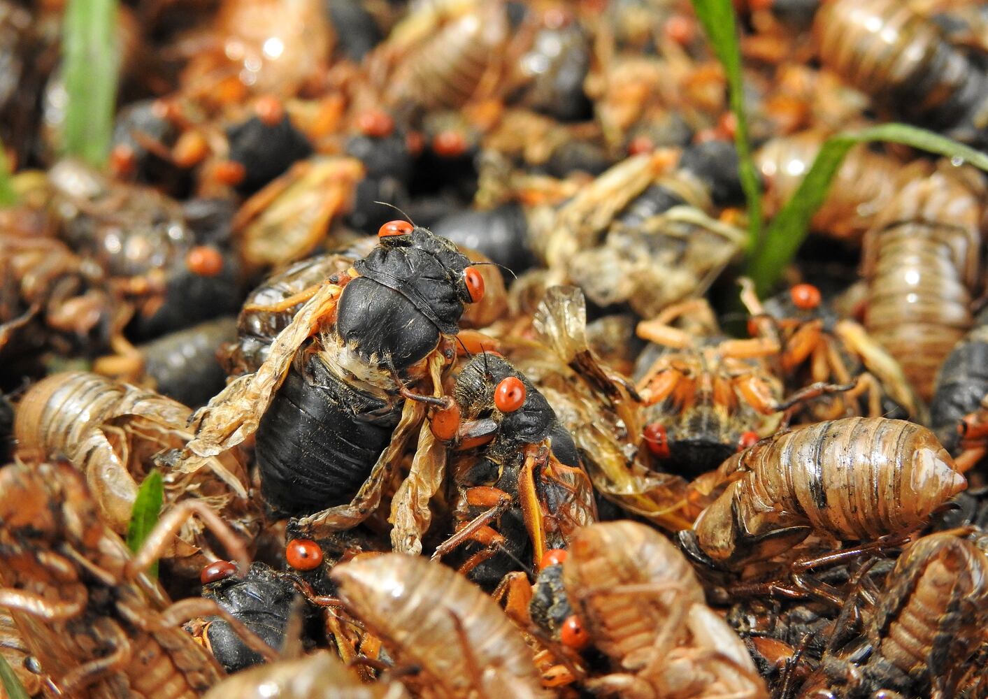 052221 cicadas
