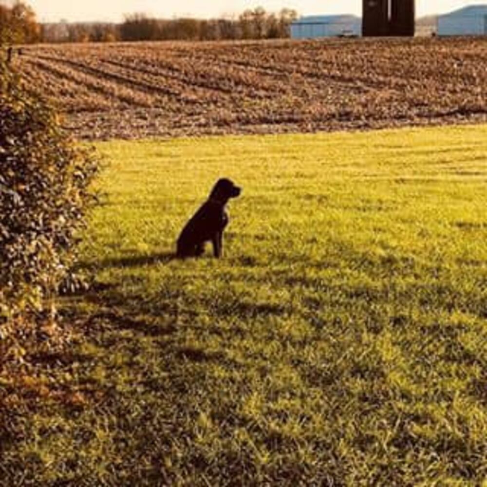 PHOTOS Readers respond to National Black Dog day post with pictures of their pets.