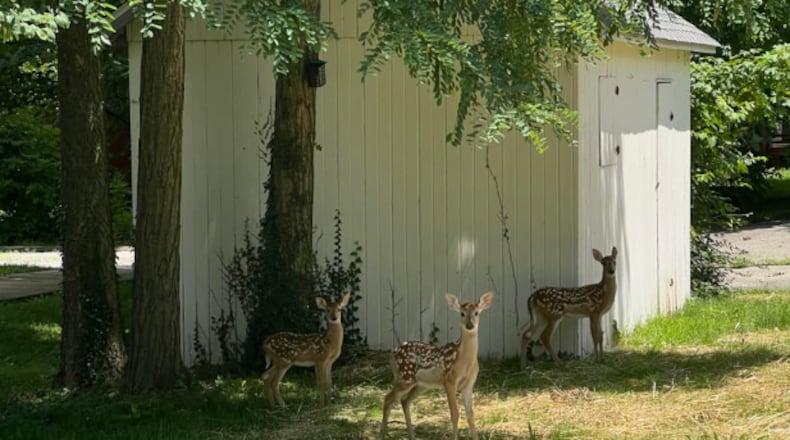 Three baby deer stand in a yard within the Mile Square of Oxford. Some residents think the deer population has grown too unwieldy. SEAN SCOTT/OXFORD FREE PRESS