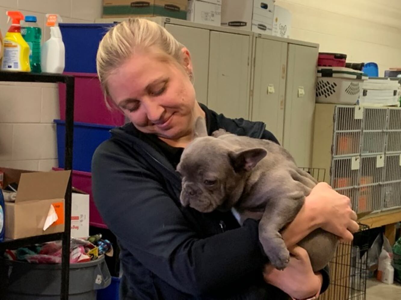 PHOTOS: French Bulldogs rescued from Sidney home