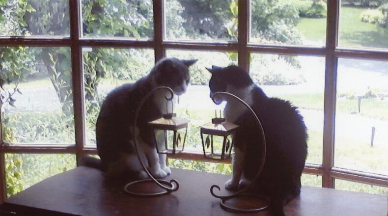 Tuxedo cats: Bailey (right) and Jack (left).