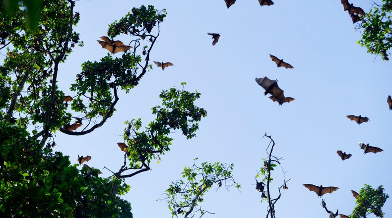 Some Ohio bats, including the Hoary, Eastern Red, Evening and Silver-haired bat, migrate. While they’re here, they roost in trees. ISTOCK