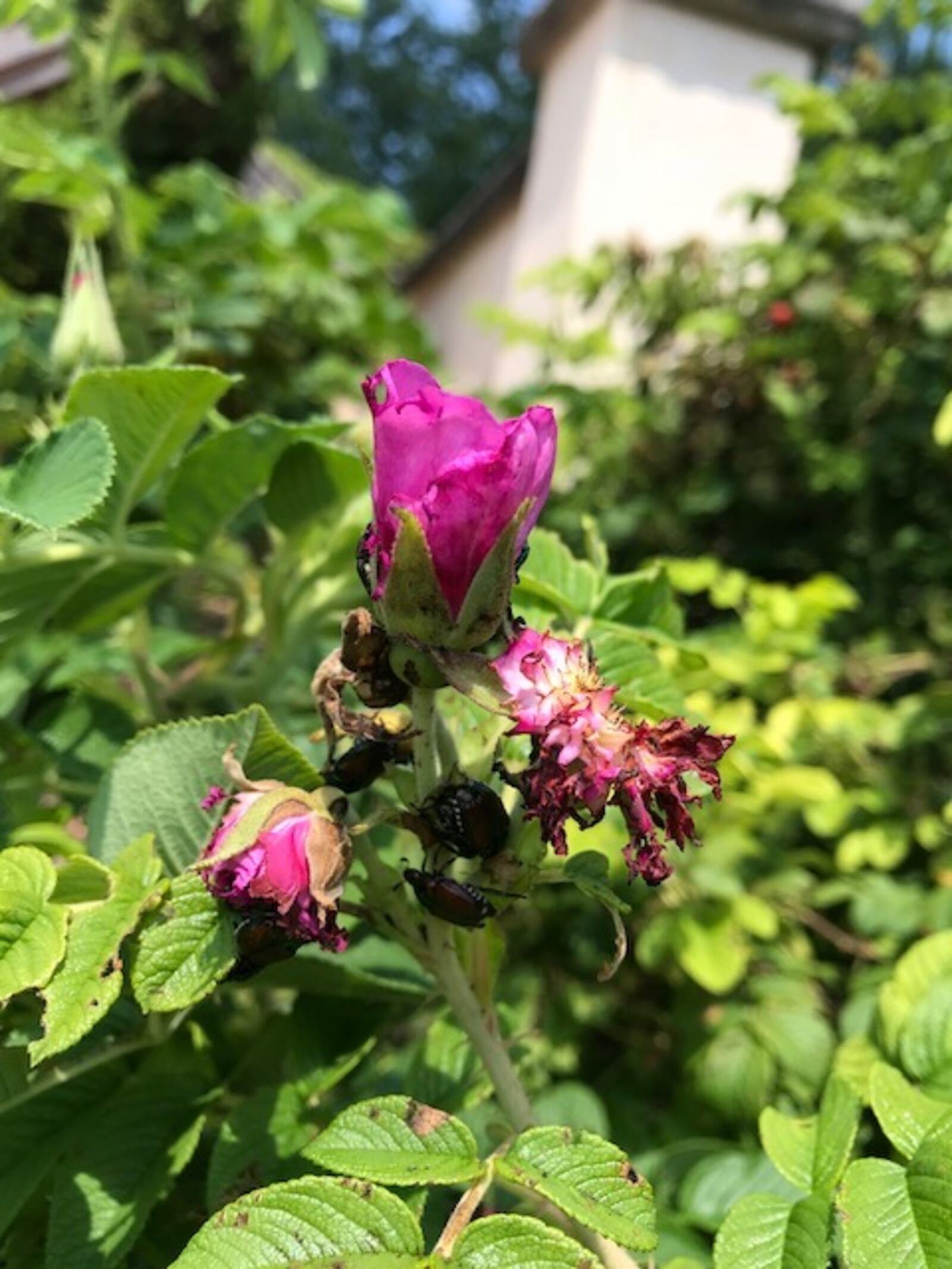 Japanese beetles can be a farmer or gardeners worst nightmare. These went after roses at Wegerzyn Garden MetroPark