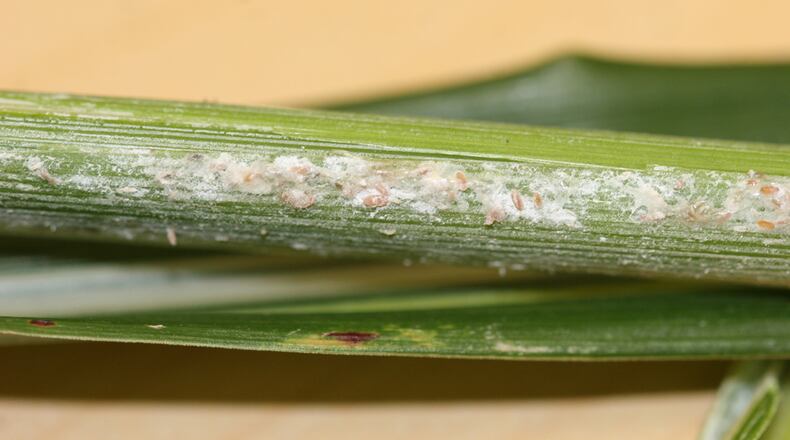 Here's an example of mealybug on ornamental grass. CONTRIBUTED