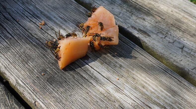 Yellowjackets sit on cantaloupe. CONTRIBUTED/PAMELA BENNETT