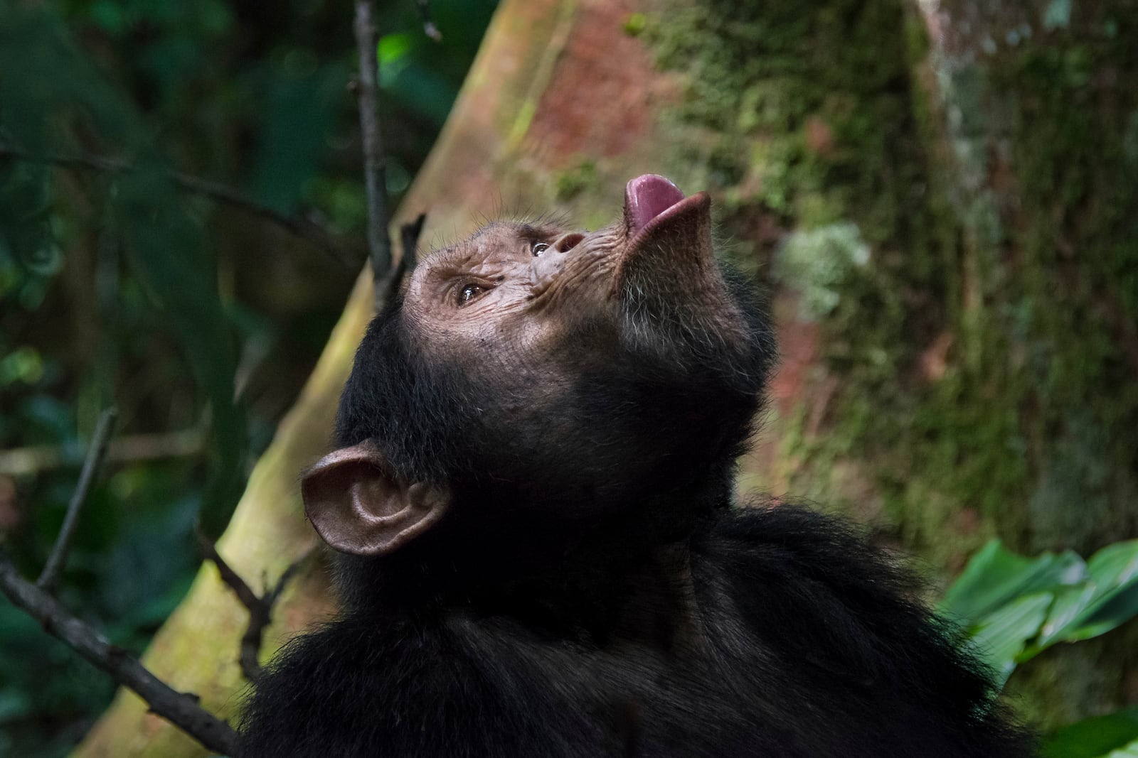 In this photo provided by researchers, a wild male chimpanzee produces a pant-hoot call to elicit a response from distant group members and reunite with them in the Budongo Forest of Uganda in June 2016. (Adrian Soldati via AP)