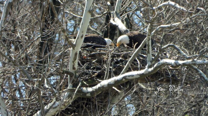 Eagles Orv and Willa feed the eaglets | JIM WELLER