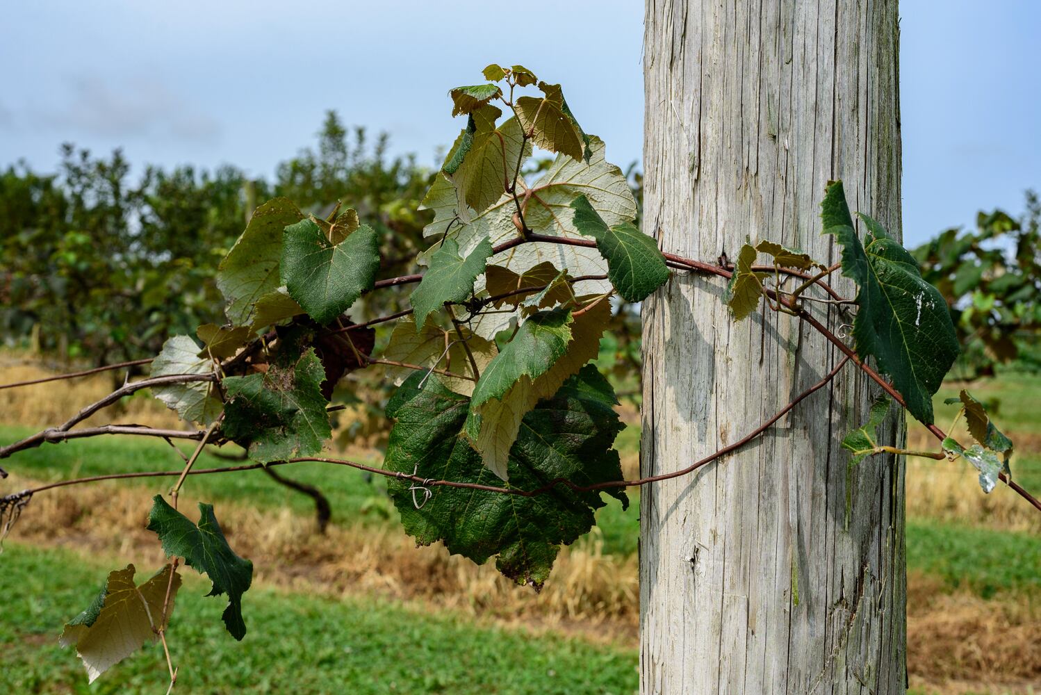 Hidden Valley Orchards