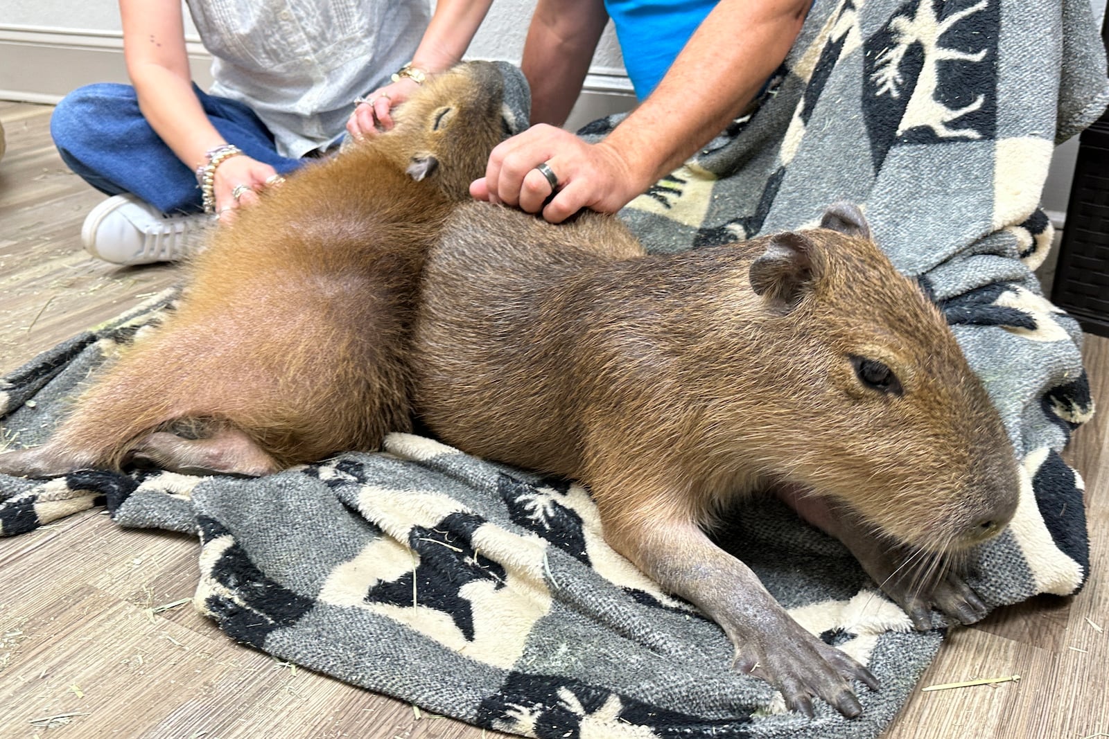 A capybara gets scratches from visitors at the Capybara Cafe in St. Augustine, Fla., March 14, 2025. (AP Photo/Mike Schneider)