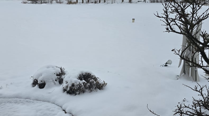 Snow serves as an insulation for these recently planted mums (center), preventing exposure to cold temperatures.