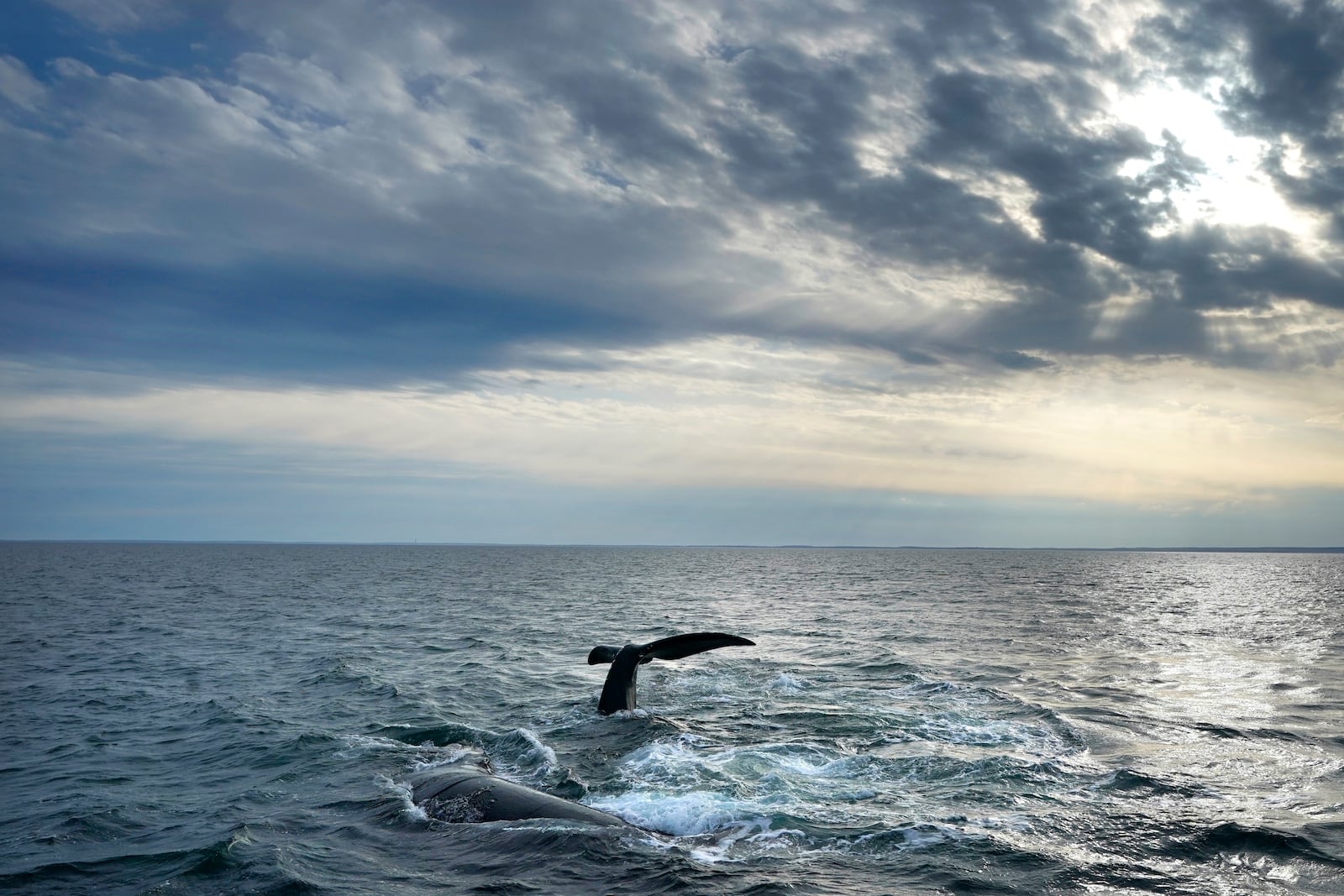 FILE - A pair of North Atlantic right whales interact at the surface of Cape Cod Bay, in Massachusetts, on March 27, 2023. (AP Photo/Robert F. Bukaty, File, NOAA permit # 21371, File)