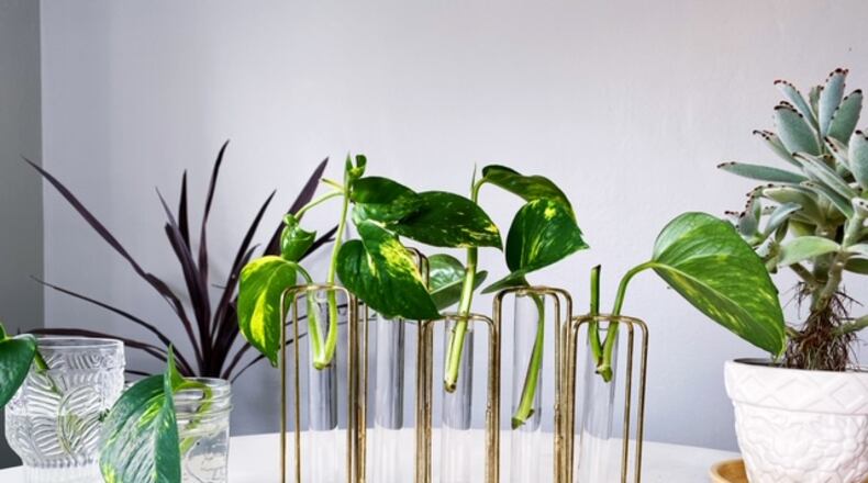 The beginnings of a plant propagation project. Photo / Ashley Bethard