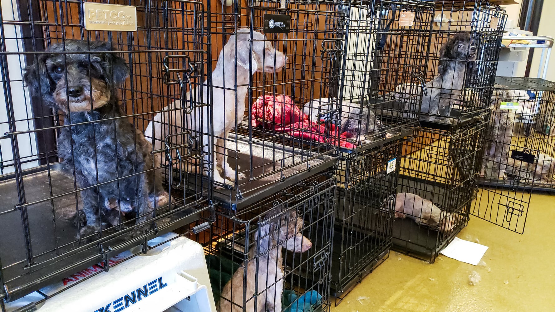 Humane Society of Warren County caring for 111 rescued poodles