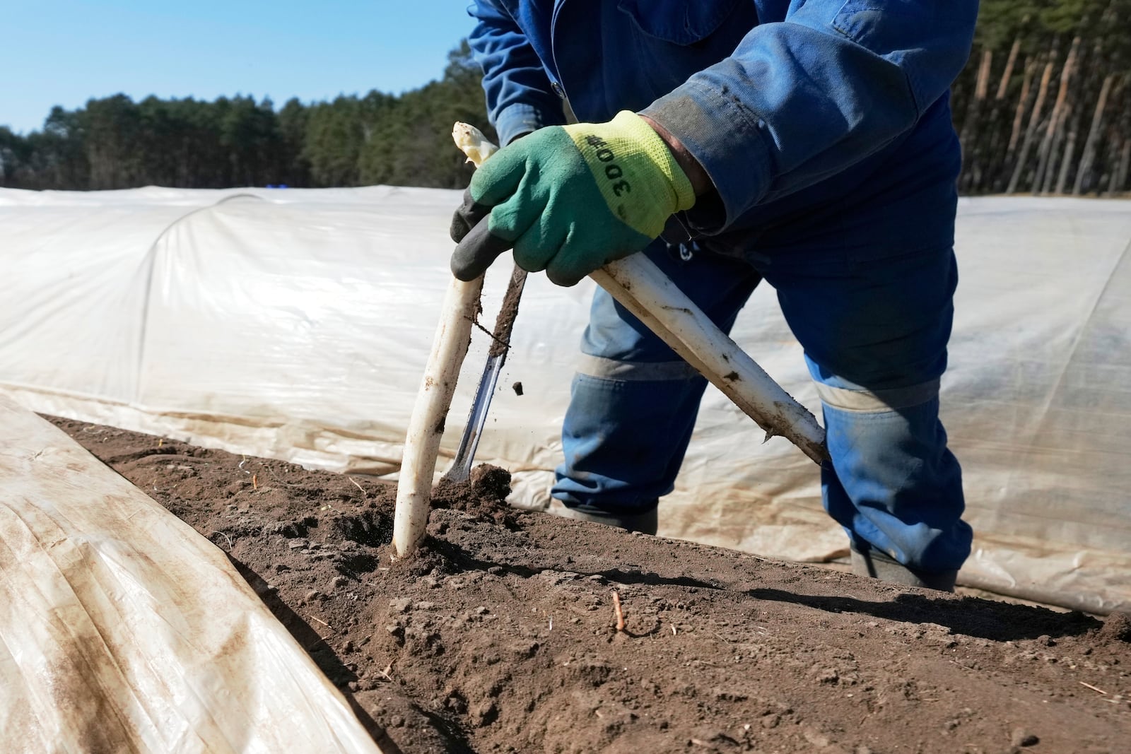 A farm worker suts white asparagus in a field near Beelitz, Germany, Thursday, April 3, 2025. (AP Photo/Markus Schreiber)