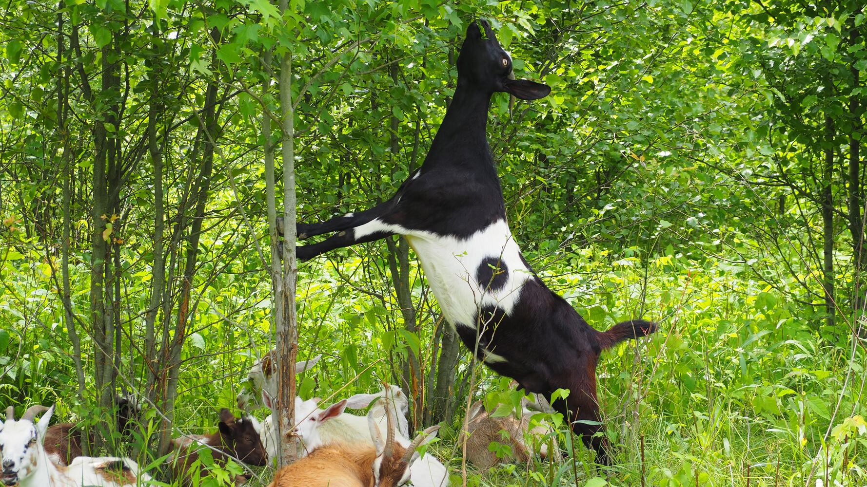 Miami Woods goats