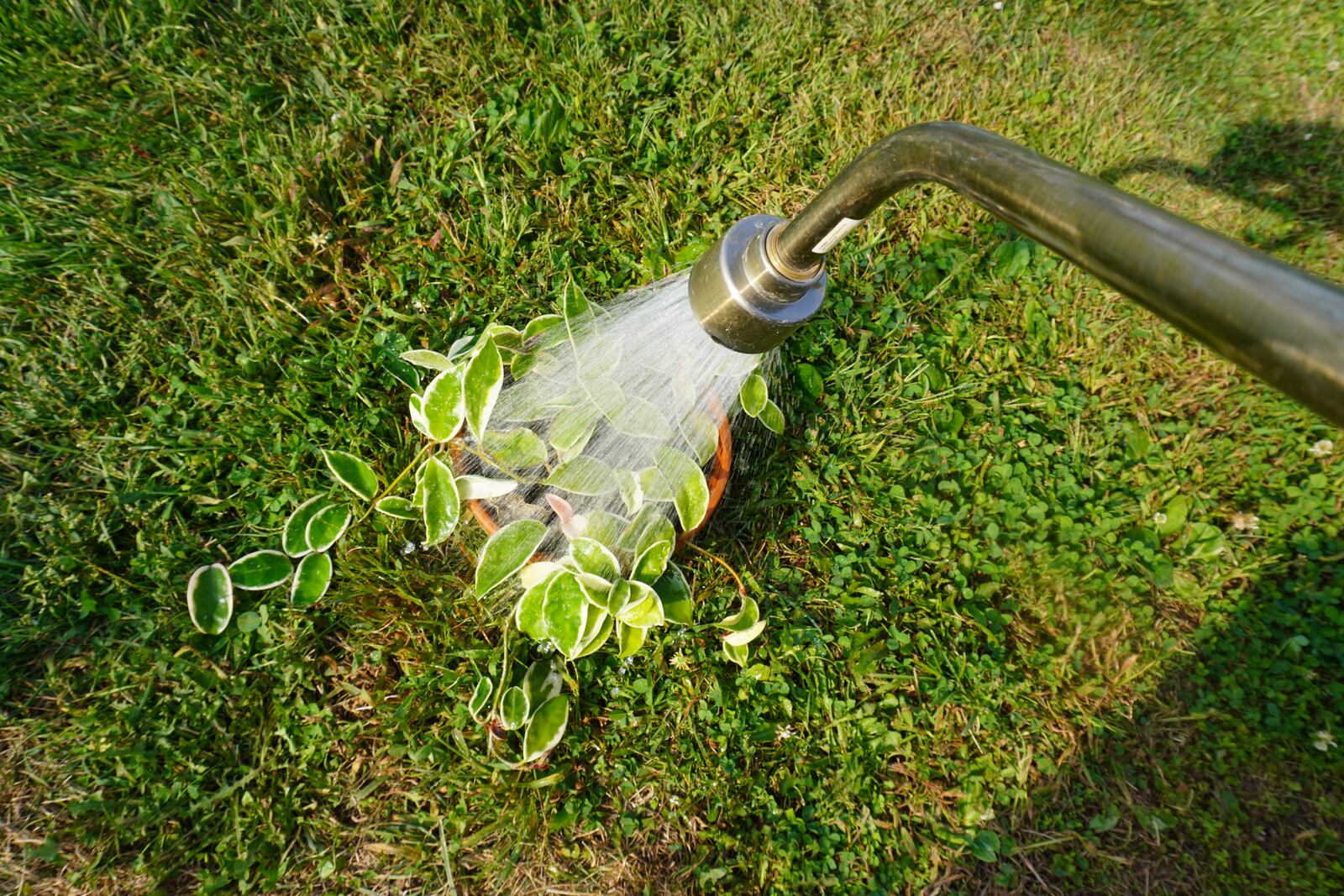 Spraying down the plants can help get rid of any pests that may be lurking. CONTRIBUTED