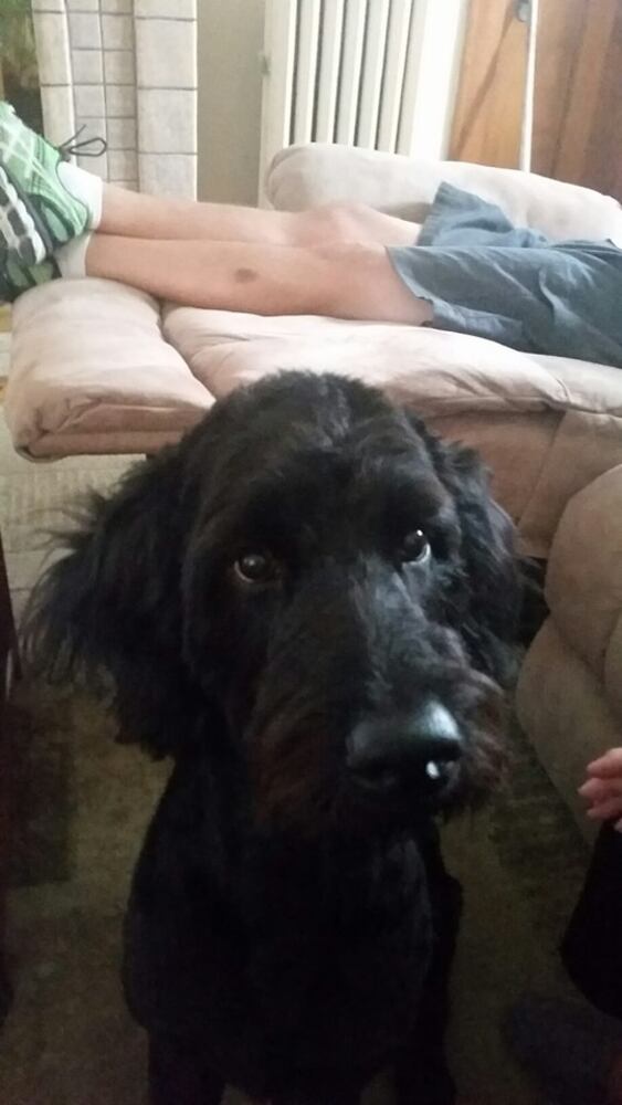 PHOTOS Readers respond to National Black Dog day post with pictures of their pets.