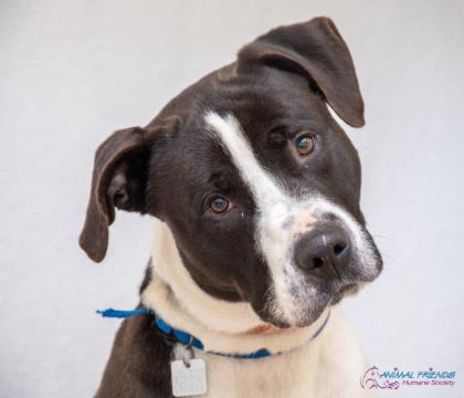 Arlo is available for adoption at the Animal Friends Humane Society. PROVIDED