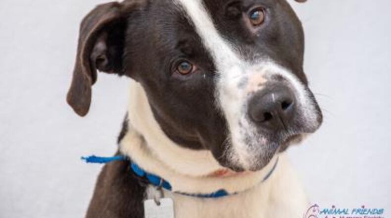 Arlo is available for adoption at the Animal Friends Humane Society. PROVIDED