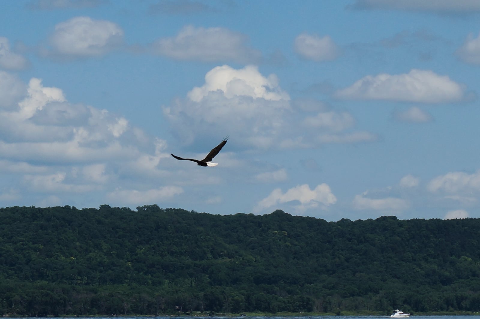 A bald eagle flies over the Mississippi River toward Wisconsin from Lake City, Minn., prime territory for the newly official U.S. national bird, on Wednesday, July 9, 2025. (AP Photo/Giovanna Dell'Orto)