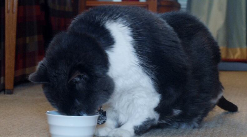 Abby munching on her favorite nuggets. KARIN SPICER/CONTRIBUTED