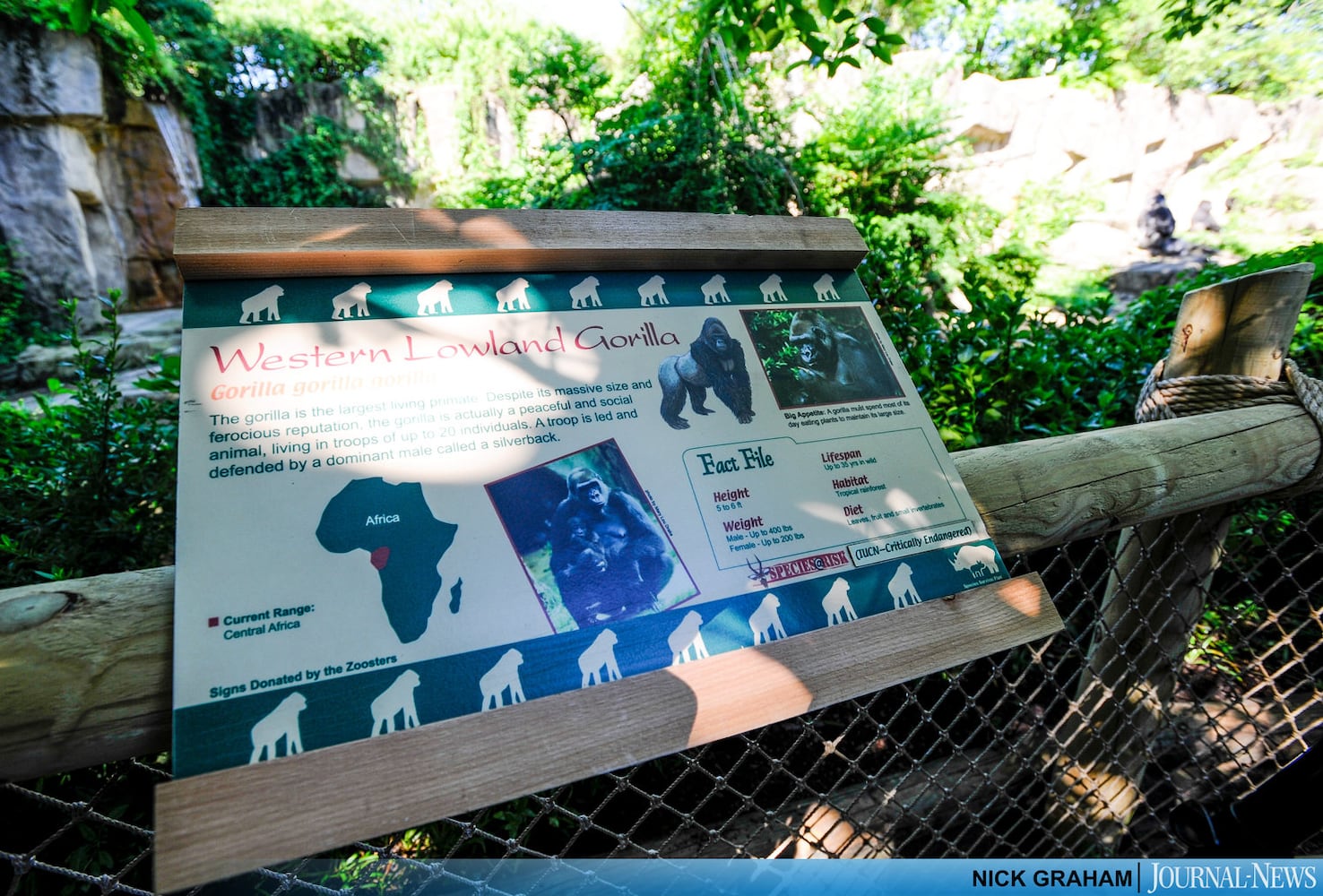 Gorilla Exhibit re-opens