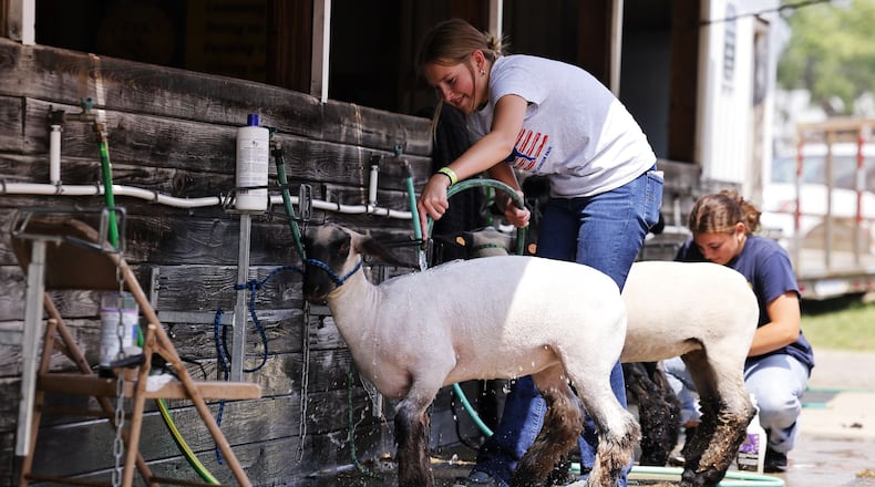Holly Petri, 15, washes Pearl and Penny at the Butler County Fair Thursday, July 25, 2024 in Hamilton. NICK GRAHAM/STAFF