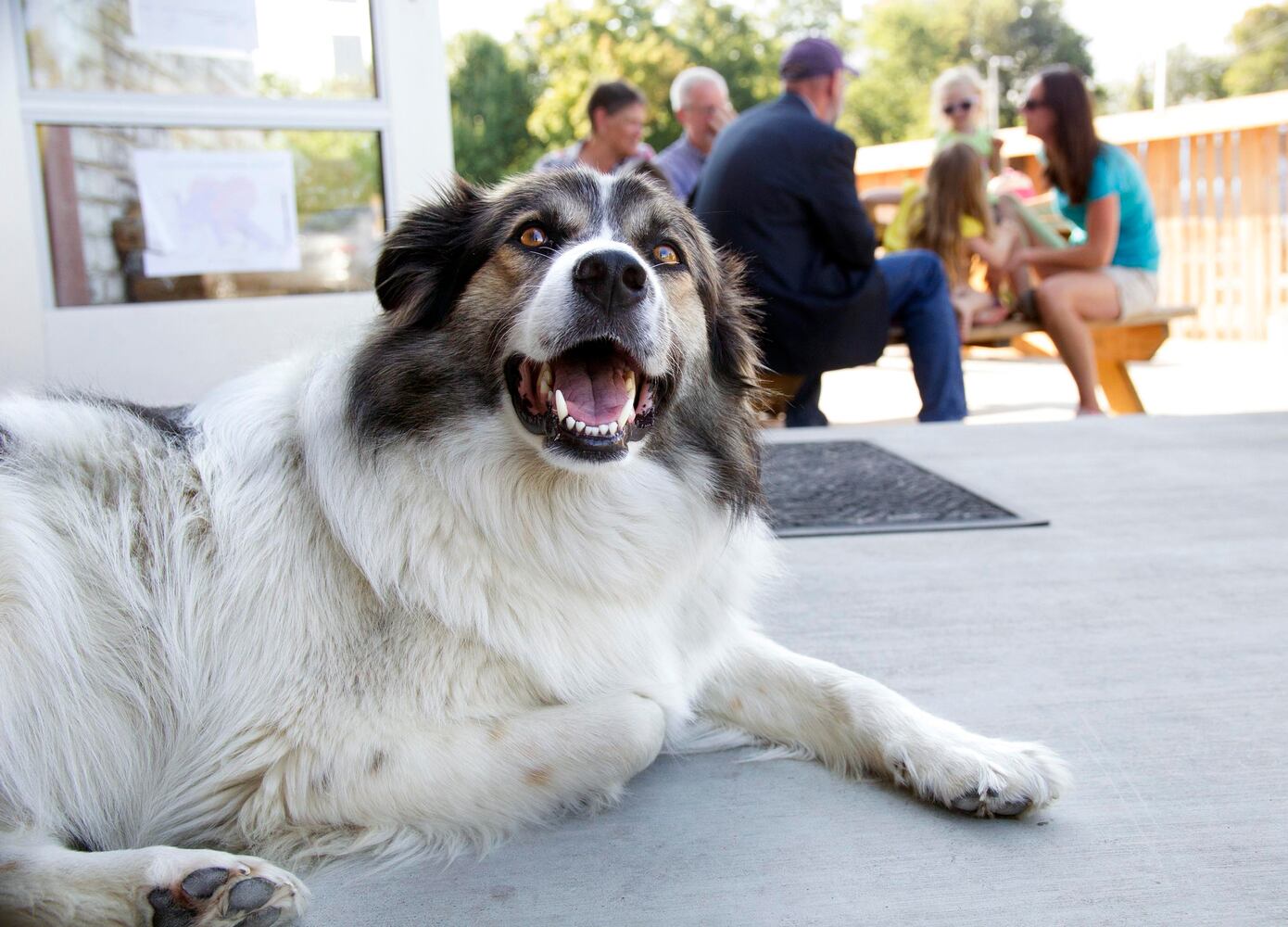News hounds (8/20/15)