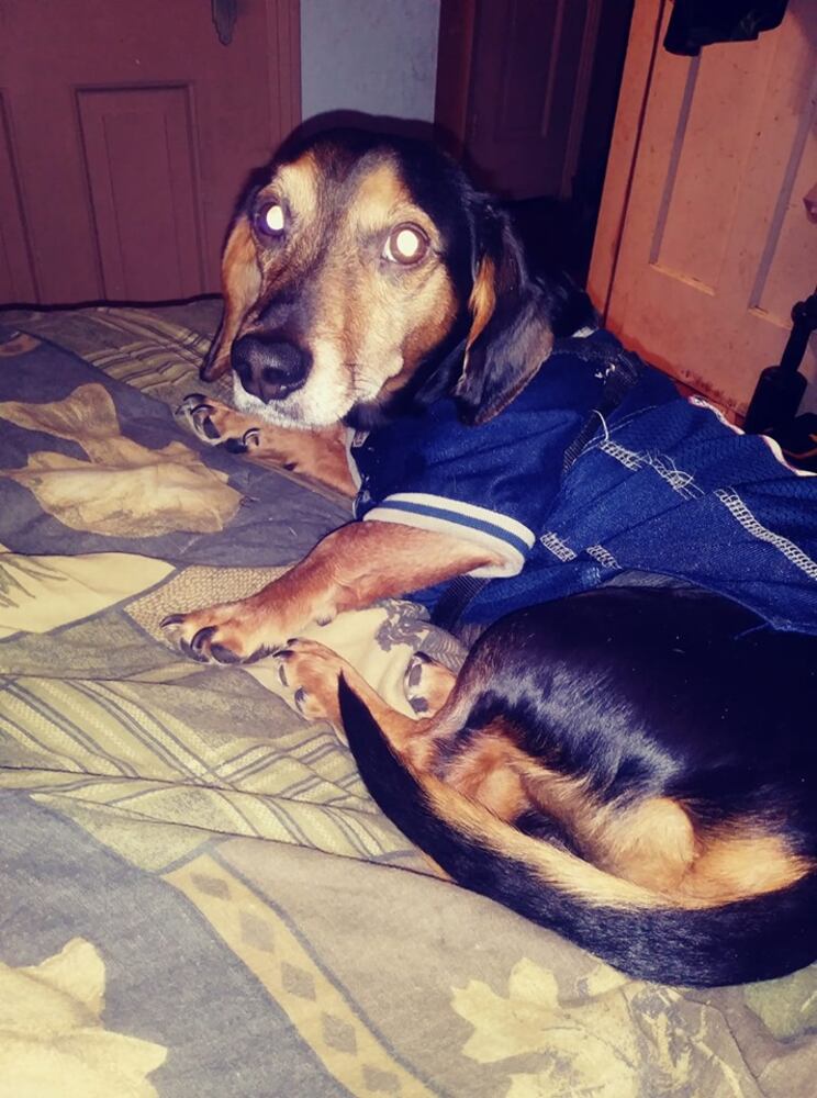PHOTOS Readers respond to National Black Dog day post with pictures of their pets.