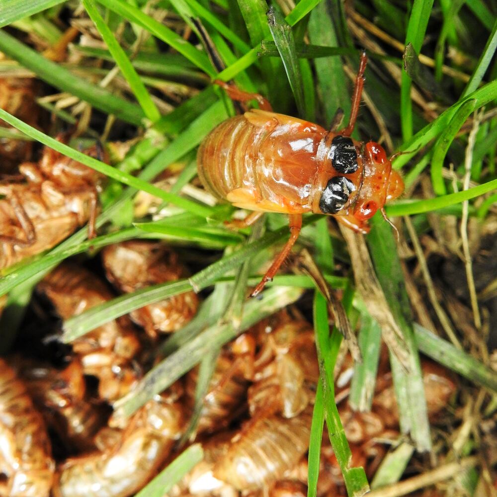 052221 cicadas