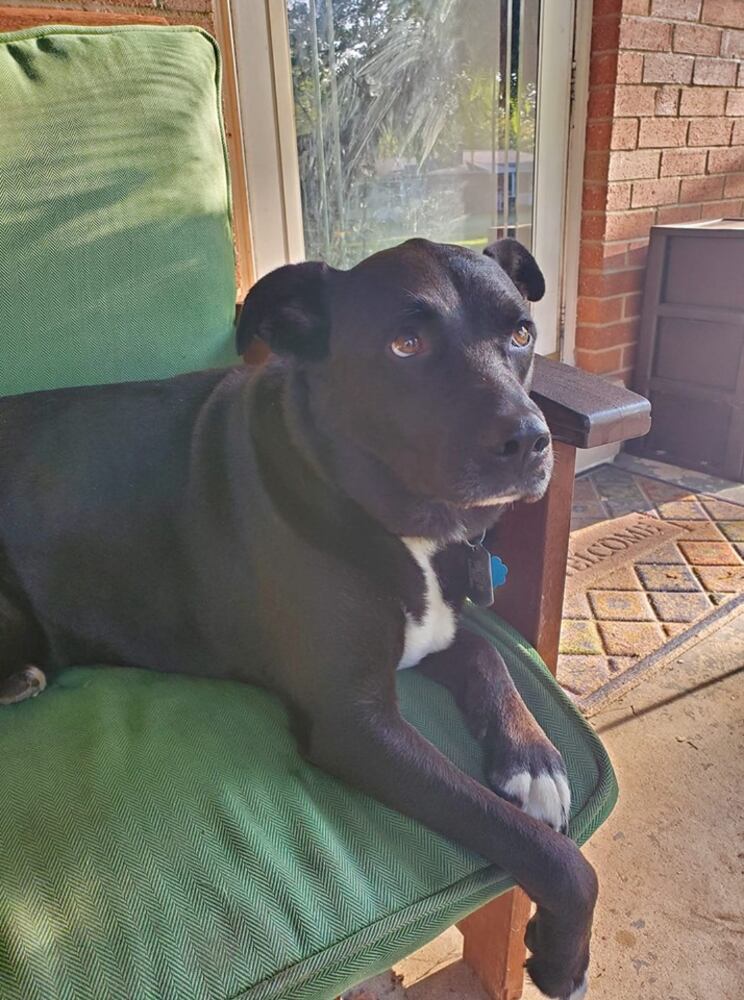 PHOTOS Readers respond to National Black Dog day post with pictures of their pets.
