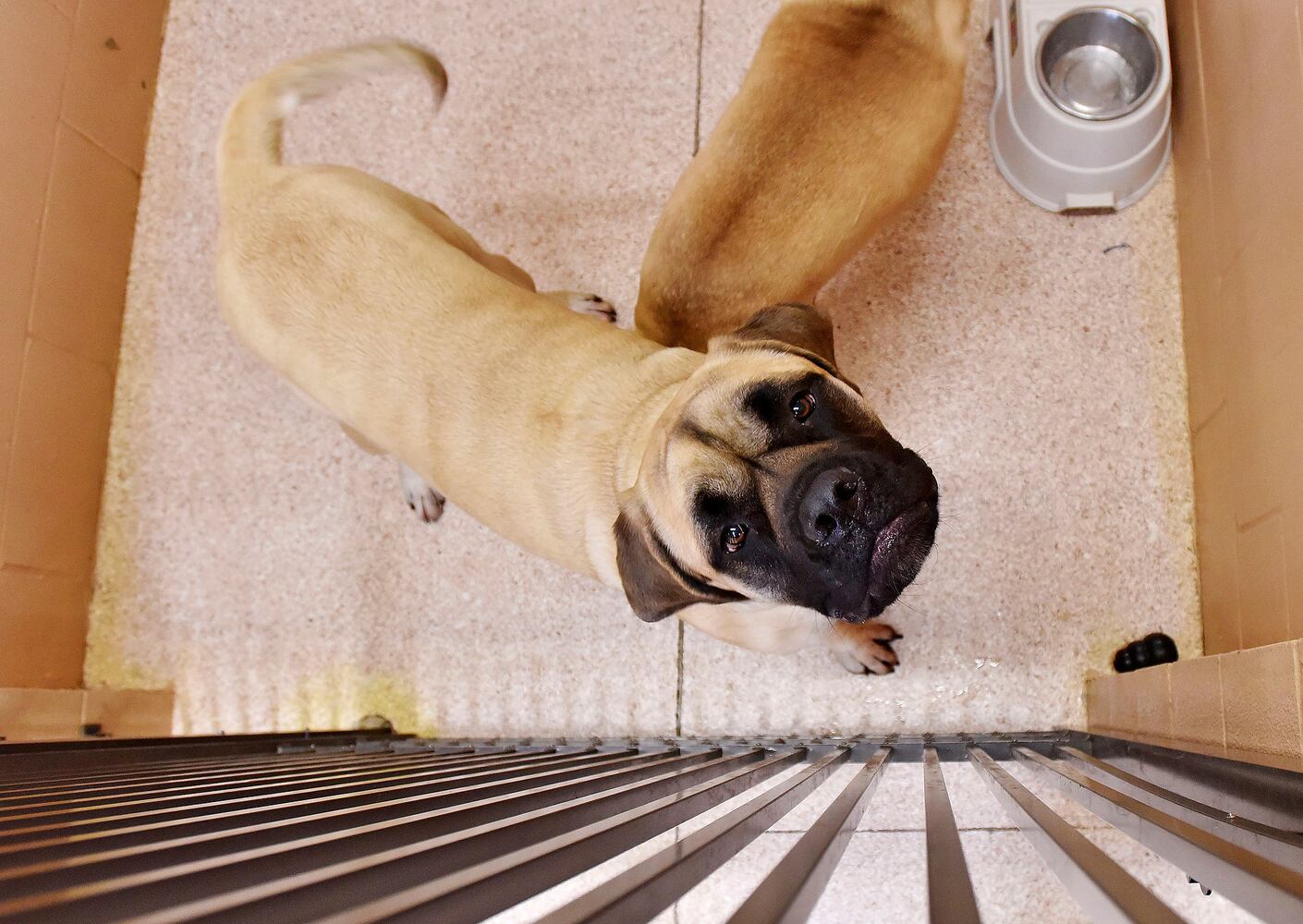 West Chester Pet Resort