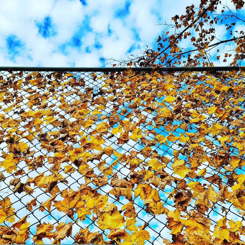 Journal-News Instagram November 2020