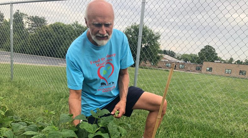Dave Lombard, a member of First Christian Church, picks green beans in the "Feed My Sheep Ministries" garden. RICK McCRABB/STAFF