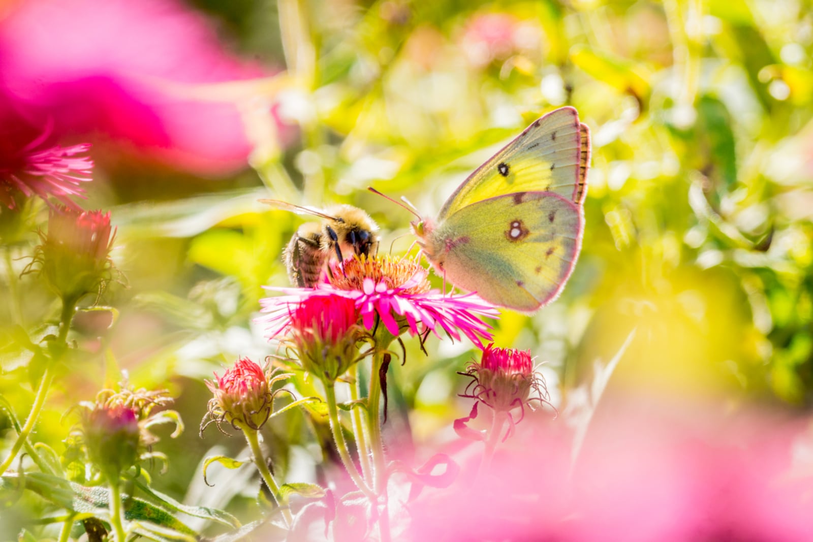 In chaos gardening, mixing in nectar- and pollen-rich flowers native to North America, such as black-eyed Susans, bee balm or coneflowers, provides valuable resources for native bees, butterflies, moths and other local pollinators. ISTOCK
