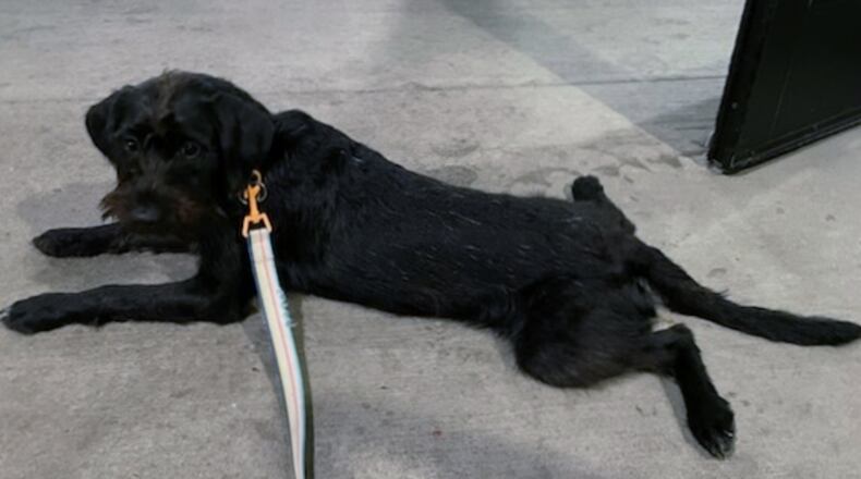 Carl the "wonder pooch" demonstrating what "splooting” looks like. JORDAN BLAKE/CONTRIBUTOR
