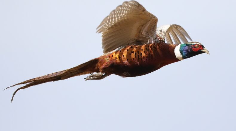 This fall, the Division of Wildlife will release male pheasants (roosters) at 36 public hunting areas throughout Ohio.