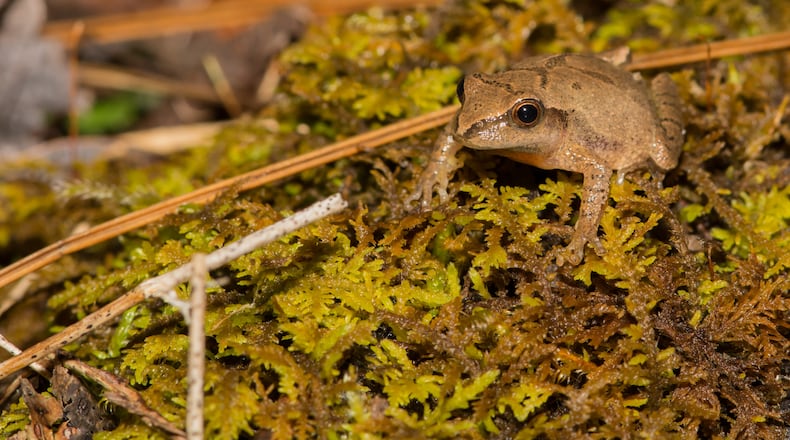A Northern Spring Peeper crawling over a bed of moss. iSTOCK/COX