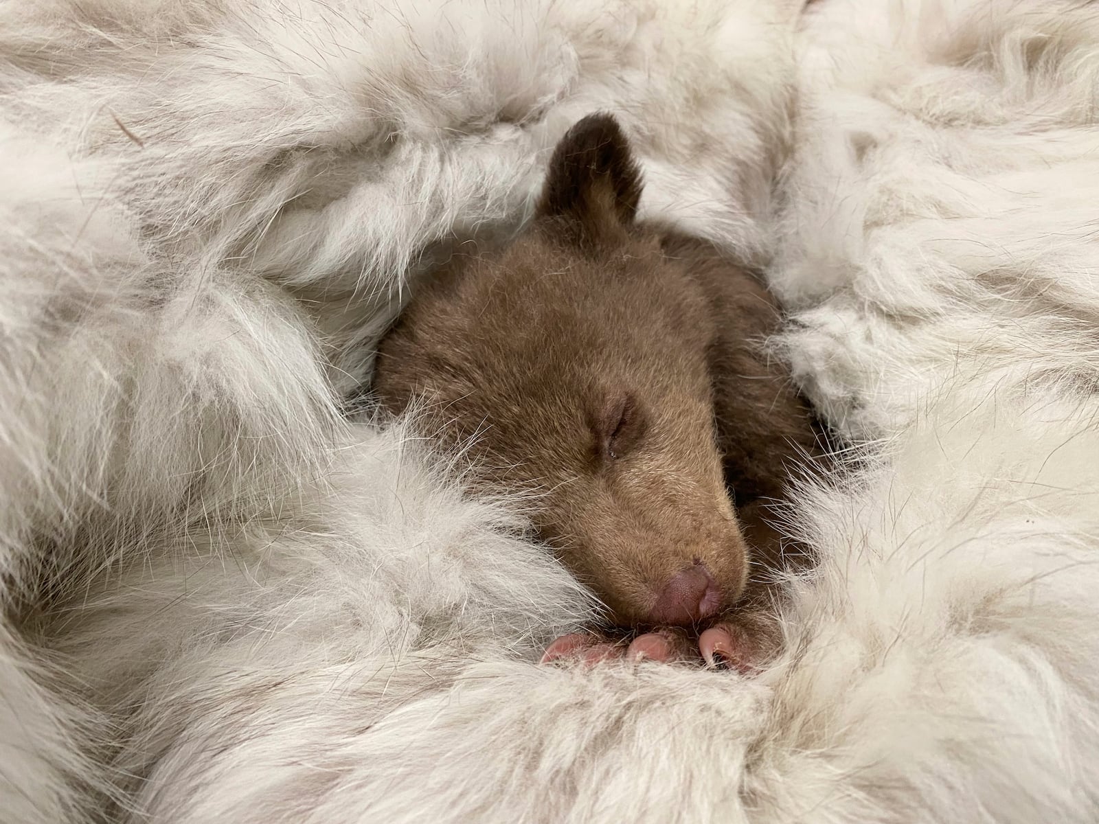 In this photo provided by San Diego Humane Society, a bear cub, which was found alone in Los Padres National Forest, sleeps at the San Diego Human Society Ramona Wildlife Center on Monday, April 14, 2025, in Ramona, Calif. (San Diego Humane Society via AP)
