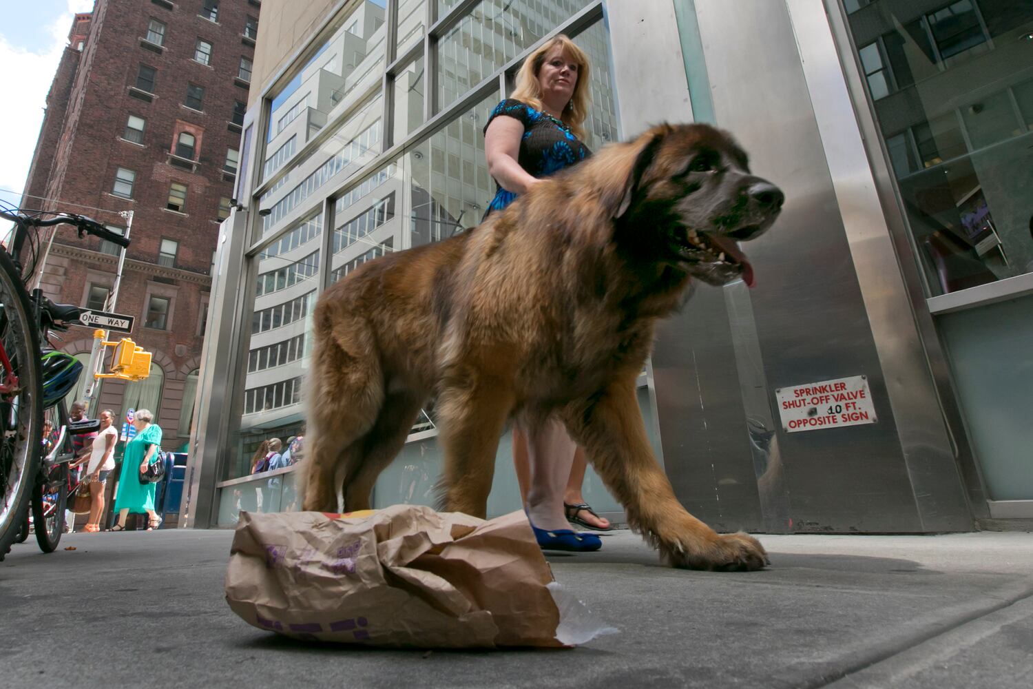 News hounds (8/13/15)