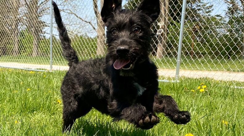 Carl, the newest member of our family enjoying a sunny day. FRANCIS KENNELS/CONTRIBUTED
