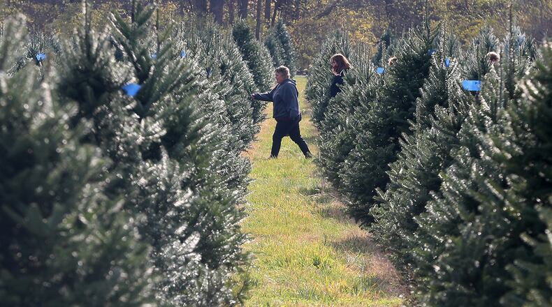 A family looks for the perfect Christmas tree at Carl & Dorothy Young's Christmas Tree Farm in Yellow Springs. BILL LACKEY/FILE