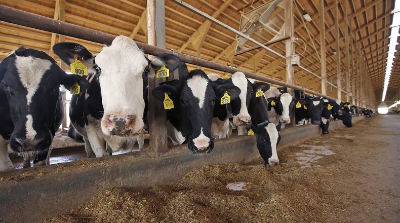 Holstein dairy cattle at the Buschur Dairy Farm in Darke County. Some counties in Ohio have seen a decline in the number of dairy farms in the past few years. TY GREENLEES / STAFF